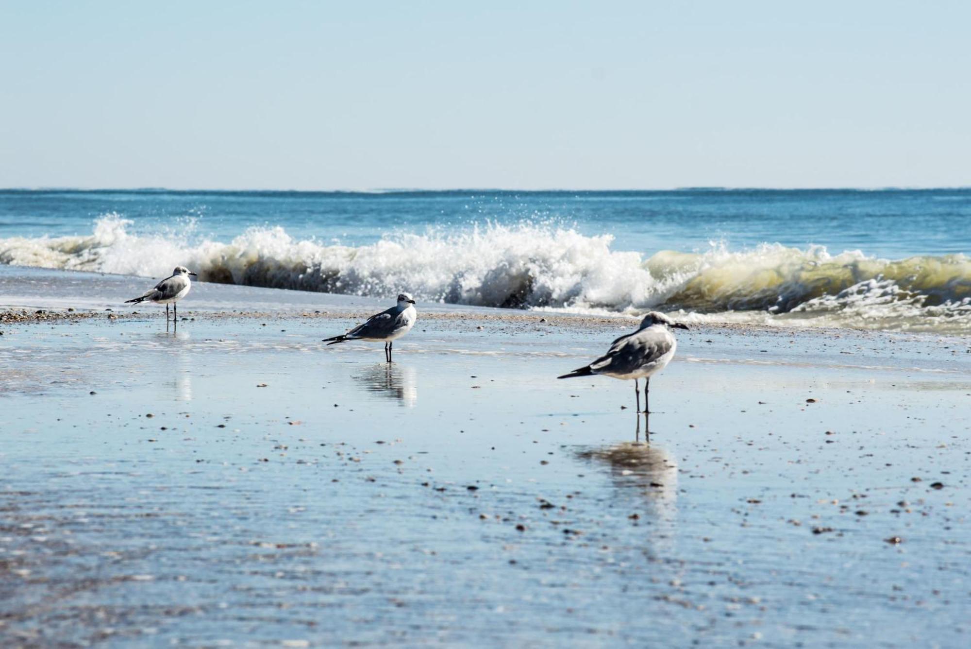 Beautiful Views And Just Steps To The Beach - #38 Sleeps 7 Gulf Shores Kültér fotó